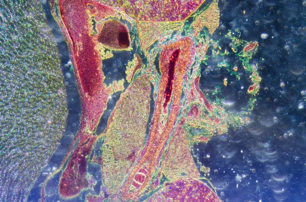 Sección microscópica del tejido renal humano — Foto de Stock