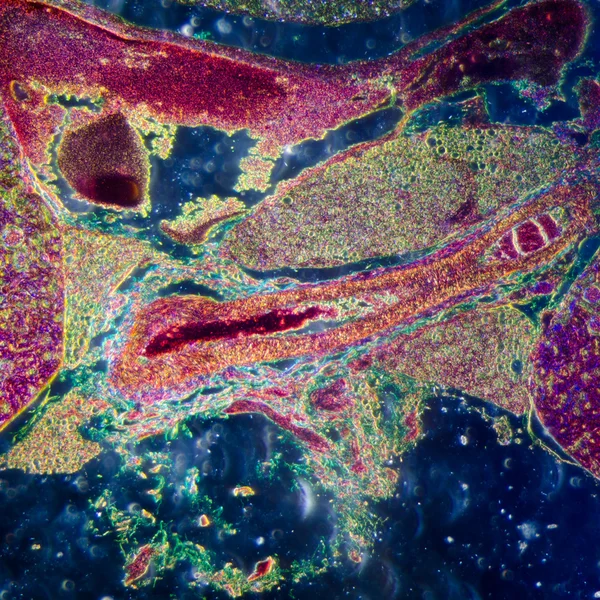 Мікроскопічна ділянка тканини нирки людини — стокове фото