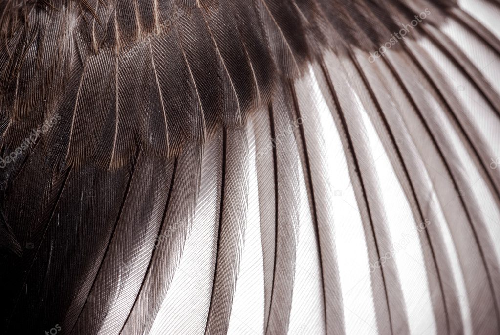 鳥の翼のテクスチャ ストック写真 C Panxunbin 鳥の翼のテクスチャ ストック写真 C Panxunbin