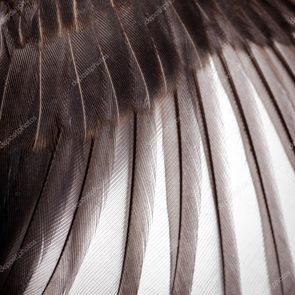 bird wing texture