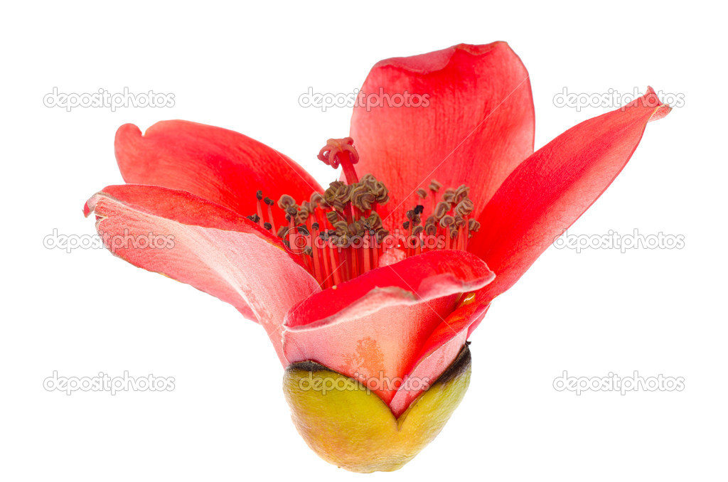 Kapok blossom bombax ceiba flower