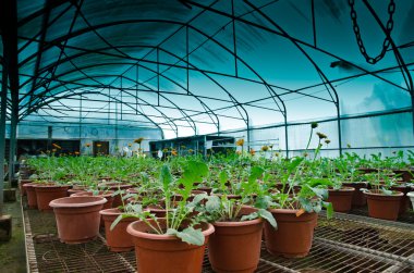 Yeşil ev orkide çiçek kreş