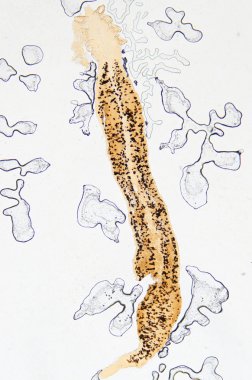 parasite hook clip worm clipart