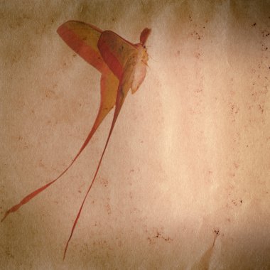 uzun kuyruk kelebek güve eski kağıt doku