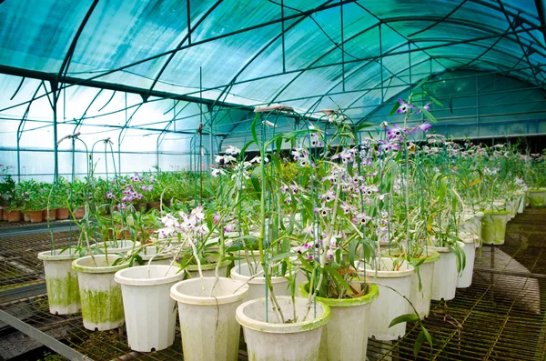 Yeşil ev orkide çiçek kreş