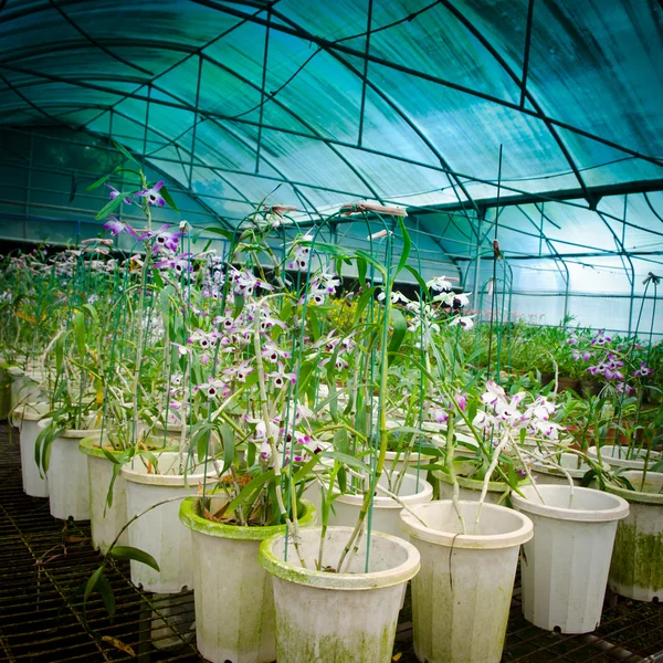 Gröna huset orkidé blomma barnkammare — Stockfoto