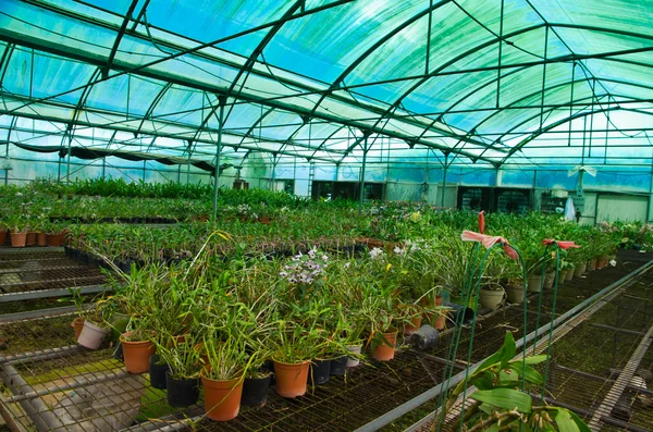 Groen huis orchideebloem kwekerij — Stockfoto