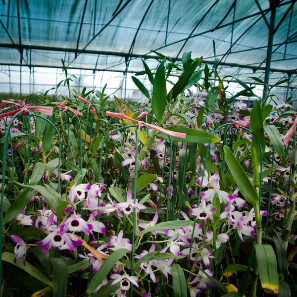 Зеленый дом орхидеи цветочный питомник — стоковое фото