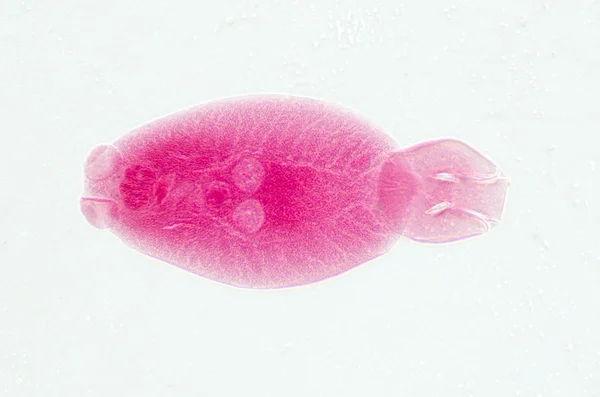 Acuicultura parásito de los peces Benedenia seriolae worm — Foto de Stock