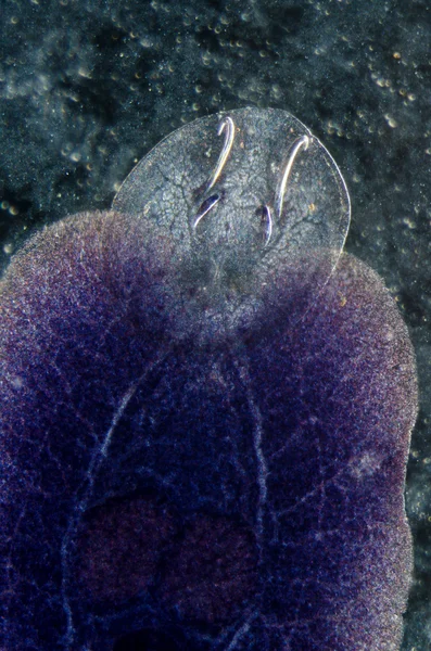 Acuicultura parásito de los peces Benedenia seriolae worm — Foto de Stock