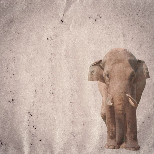 Éléphant sur vieux papier grunge texture — Photo