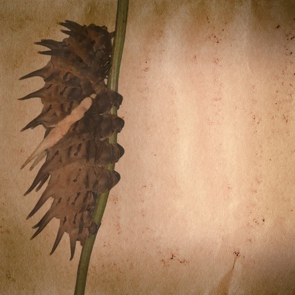 Butterfly caterpillar old grunge paper texture — Stock Photo, Image