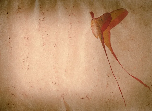 Uzun kuyruk kelebek güve eski kağıt doku — Stok fotoğraf