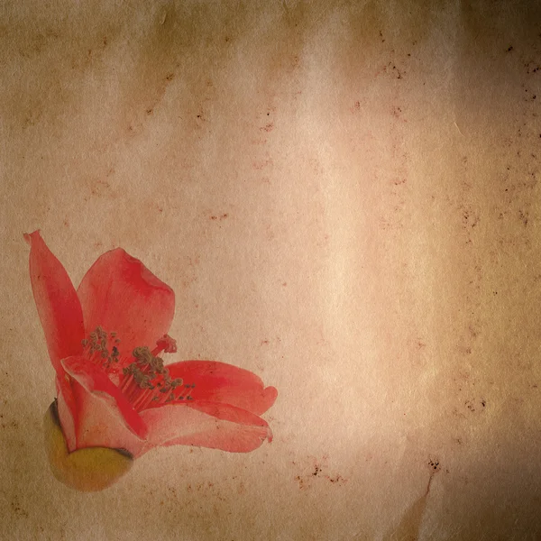 Bombax ceiba red flower Old grunge paper texture — Stok Foto