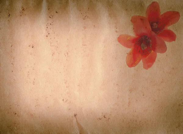 木棉木棉红花卉老 grunge 纸张纹理 — 图库照片