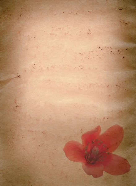 Bombax ceiba červený květ staré grunge papír textury — Stock fotografie