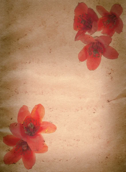 Bombax ceiba red flower old grunge paper texture — Stock Photo, Image