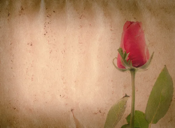 Ο κόκκινος αυξήθηκε λουλούδι παλιά grunge χαρτί υφή — Φωτογραφία Αρχείου