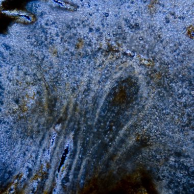 Kırmızı Kiraz kök test