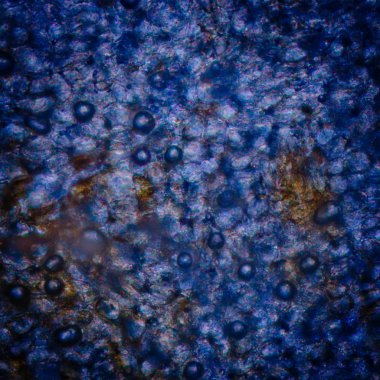 Kırmızı Kiraz kök test