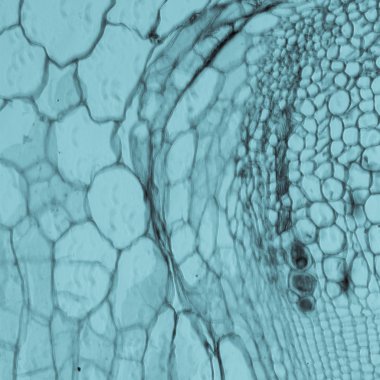 mikroskopi test bitki dokusu, kabak kök