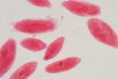 animal conjugación del paramecium caudatum