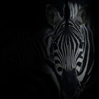 zebre portre