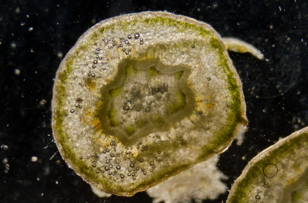 Micrografía de tallo de cereza roja — Foto de Stock