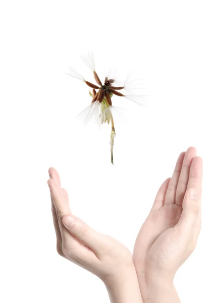 Flying dandelion on open hand — Stock Photo, Image