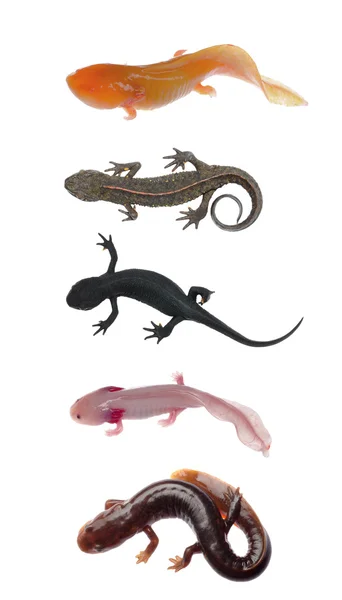 Newt salamander kolekce — Stock fotografie