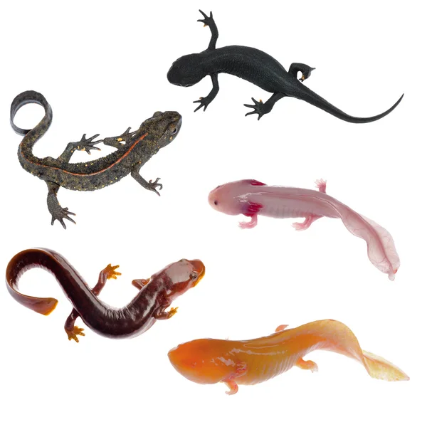 Newt salamander collection — Stock Photo, Image