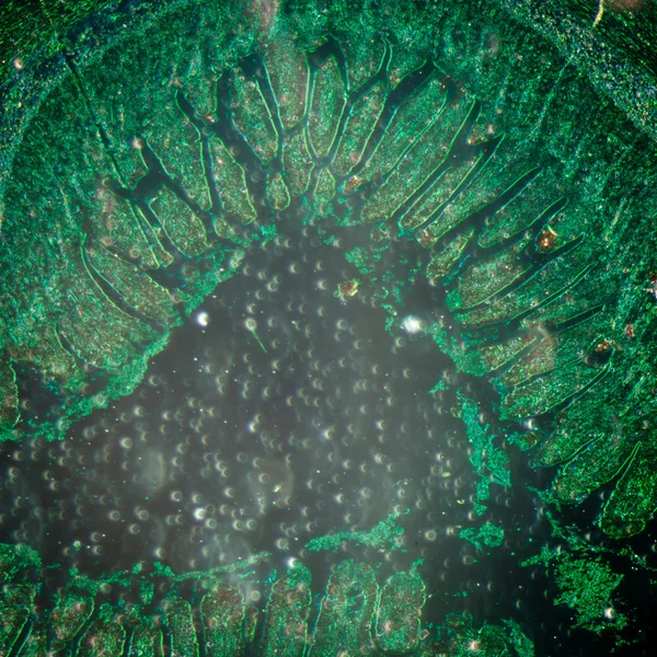 Micrografie van dunne darm tenue weefsel — Stockfoto