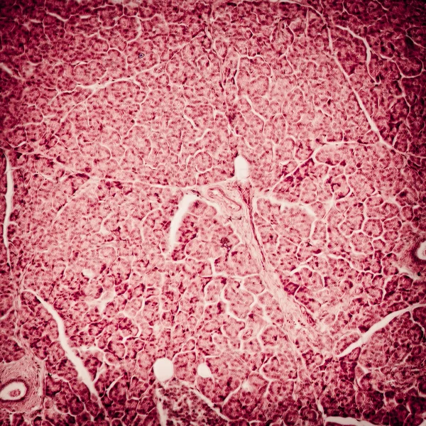 Mikroskopischer Schnitt von Lebergewebe — Stockfoto