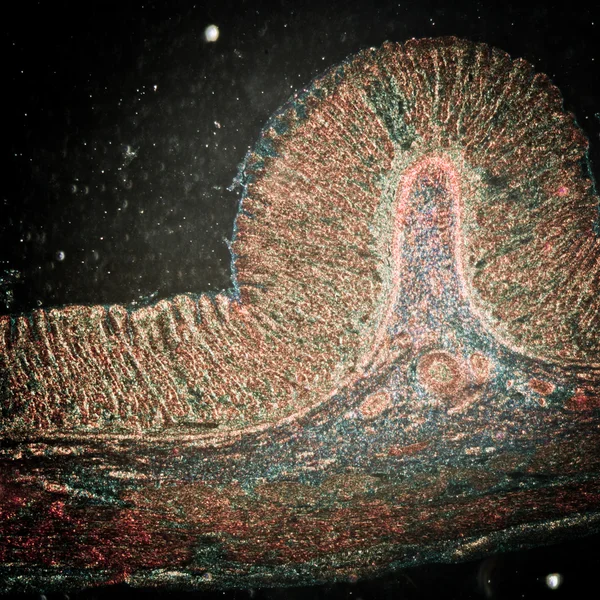 Mikrographie von Magengewebe — Stockfoto