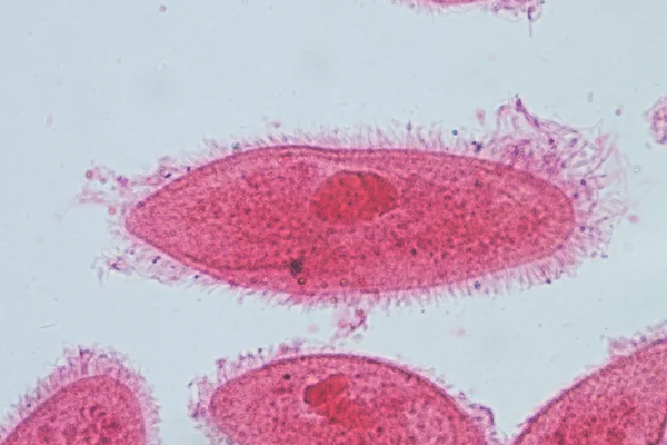 Conjugação animal de Paramecium caudatum — Fotografia de Stock