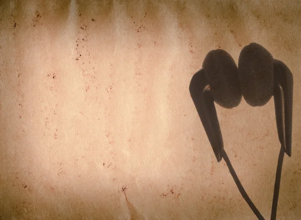 Music earphone old grunge paper texture — Stock Photo, Image