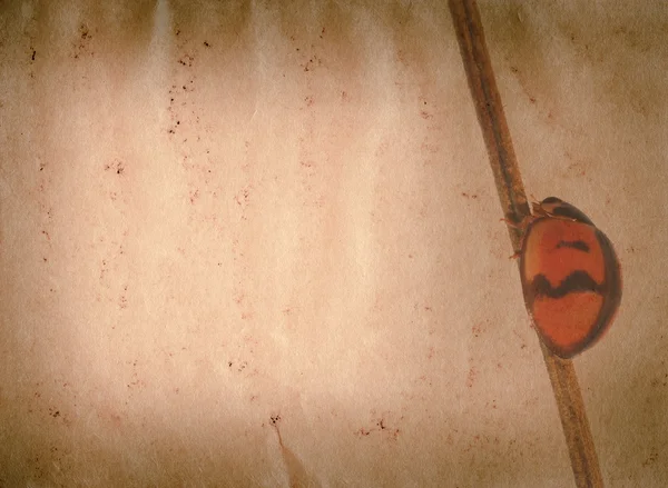 Böcek uğur böceği eski kağıt doku — Stok fotoğraf