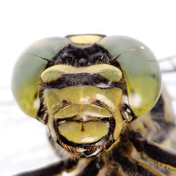 Retrato de libélula — Foto de Stock