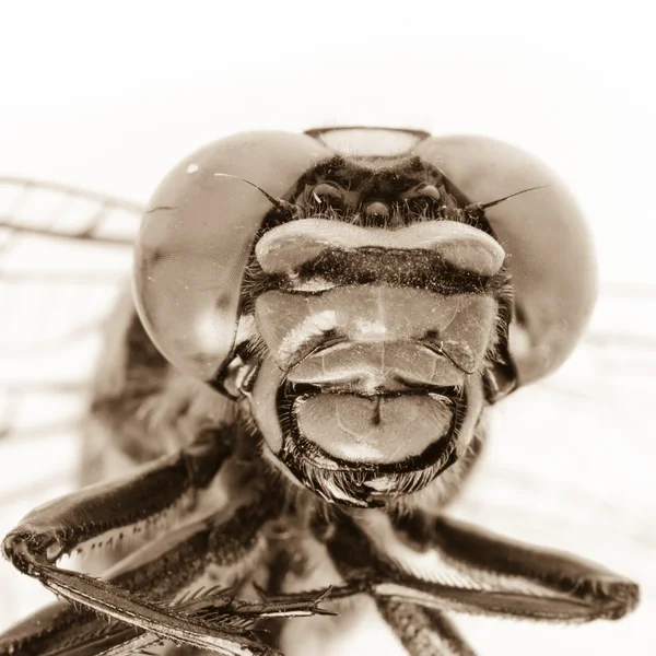 Dragonfly porträtt — Stockfoto