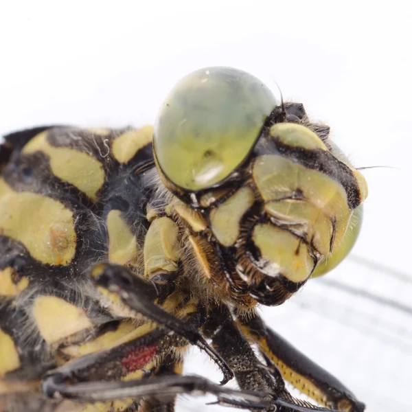 Dragonfly portret — Stockfoto