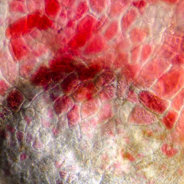 Célula de casca de cereja vermelha micrografia — Fotografia de Stock