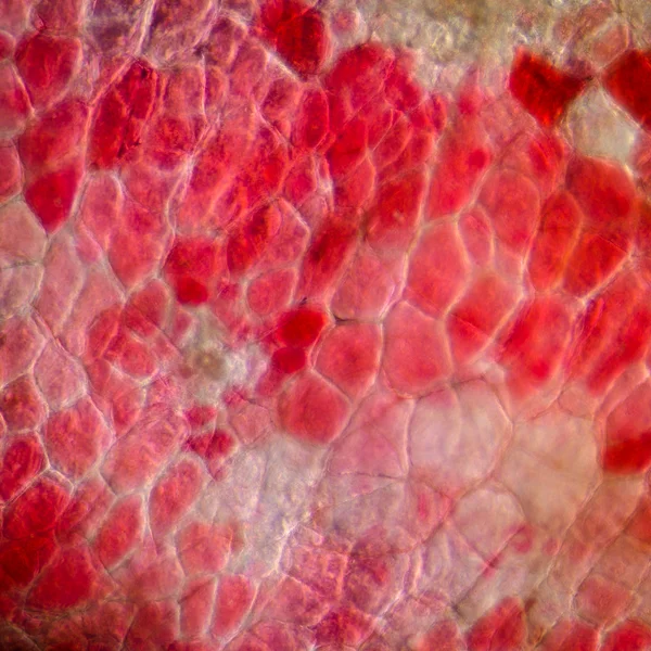 Cellula di buccia di ciliegia rossa micrografo — Foto Stock