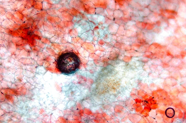 显微镜下红樱桃水果果皮细胞 — Φωτογραφία Αρχείου