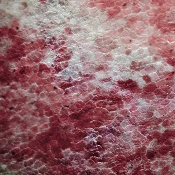 Micrographie écorce de cerise rouge — Photo