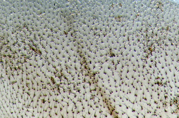 Мікрографічна деталь крила комахи оси — стокове фото