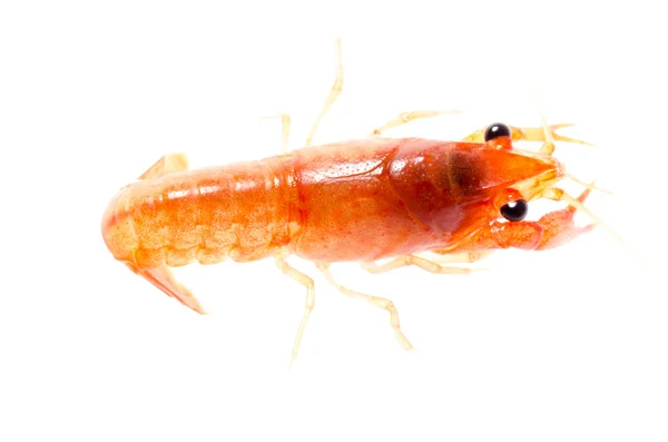 Crawfish — Stock Photo, Image