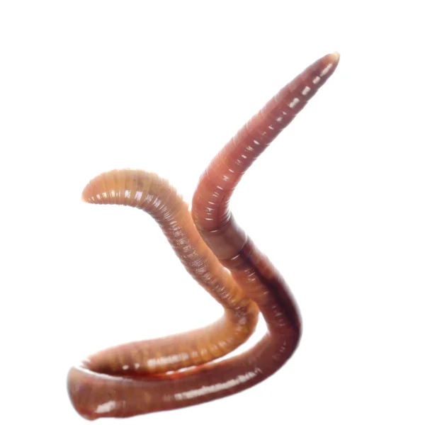 Earth worm — Stock Photo, Image