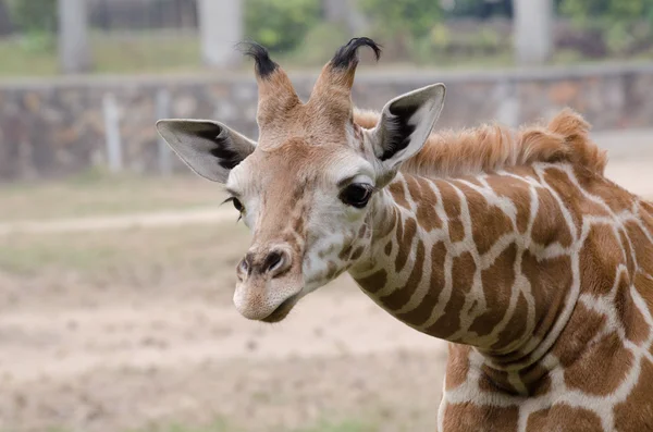 Wilde dieren giraffe — Stockfoto