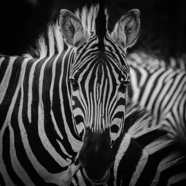 Porträt mit Zebramuster — Stockfoto