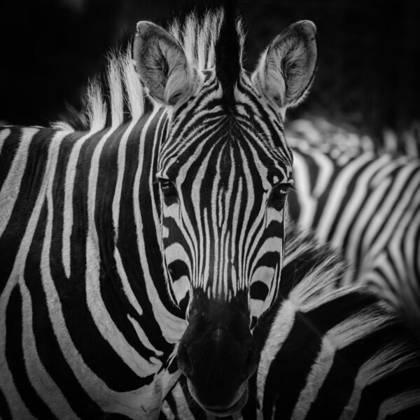 zebra pattern portrait